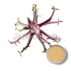 devils claw, devils claw herb, devil's claw root, devils claw extract, devil's claw root extract, devils claw powder, devils claw root powder