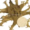 devils claw, devils claw powder, buy devils claw, herbal powders wholesale, wholesale organic herbs, herbal wholesale, organic foods, food industry