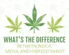 Buy Medical Marijuana Online