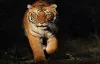 Jim Corbett National Park Hotels 