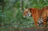 Jim Corbett National Park Hotels & Resorts Packages