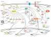 Diabetes & Metabolism - CD BioSciences