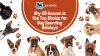 Why K9 Heaven is the Top Choice for Dog Boarding Holidays