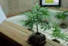 Dispensary with Clones