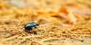 Side Effects of Pest Control Chemicals