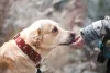 10 Human Foods Dogs Can Eat - Love Lab World