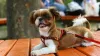 Aids of a Step in Dog Harness