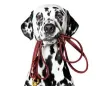 Dog Trainer Concord