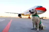 Travel with your dog