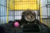 The Benefits of Hydrotherapy in Canine Rehabilitation