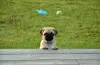 Pug Puppies – How They Make Your New Family Member - AtoAllinks