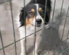 Things to Consider When Choosing a Fence for Your Dog - Fun Uploads