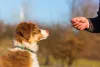 Find The Best Dog Food in Thailand | KDM Pet Food
