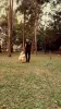 Dog Walker na zona norte - Renan Adestrador