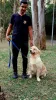 Dog Walker no Brooklin - Renan Adestrador