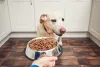 Why Is My Dog Not Eating - HankPets