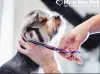 Dog Grooming  at Home in Chennai