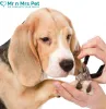 Professional Dog Grooming at Home in Ghaziabad