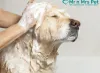  Dog Grooming at Home in Mumbai