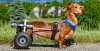 What to Look For in Buying a Dog Wheelchair 