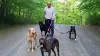 Dog Training - Dog Gone Happy Training