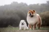 Moores Chow Chow Puppies – Your Best Companion