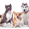 Dog Trainer Roselands