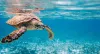 Ver las Tortugas en Costa Rica 