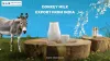 Donkey milk export from India