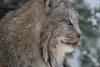 What Is the State Animal of Minnesota?