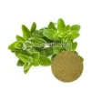 Organic Marjoram Powder, Marjoram Powder Supplier