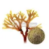 organic bladderwrack powder, bladderwrack powder, bladderwrack powder supplier