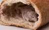 5 Ways of Controlling &amp; Preventing Pests &amp; Rodents? – Pest City USA