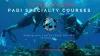 What do you learn from a scuba diving training course? - Article Gift