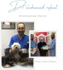 الطبيب - غذاء القطط - cat food