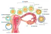 Dr Shivani Sachdev Gour: Expert Gynaecologist at SCIIVF Hospital
