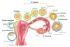 Best IVF Centre In Delhi | #1 Infertility Treatment Clinic In Delhi