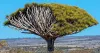 Read Information About Dragon Tree with Types, Benefits, and Care of Dragon Tree
