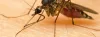       How To Take Precaution Against Dengue | Godrej-Hit   