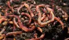Earthworm for Vermicompost | Earthworms for Sale | Buy Earthworms Online: Shree Raj Aggro