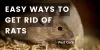 Easy Ways to Get Rid Of Rats - Article Cluster