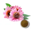 organic echinacea powder, echinacea powder, bulk echinacea powder
