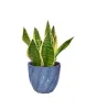 Plants for AC Rooms