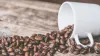 Delving Deep Into The Effects Of Caffeine On The Body | Coffee Effects On Body