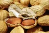 Groundnuts (Peanuts) – Einas International Trade &amp; Consultancy (EITCUK)
