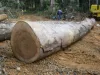 Ekop Wood Logs - Top Exporter, Supplier and Wholesaler