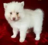 Mini Pomsky Elliott - Pets Shopping Online pomsky puppies for sale