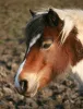 Horse Riding Essex - High Beech Riding School