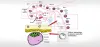 Embryology Training Course in Bangalore, India