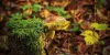 10 Uses for House Of Shrooms